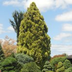 Kryptoméria japonská (Cryptomeria japonica) 'SEKKAN' - výška 50-70 cm, kont. C5L